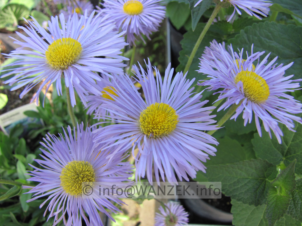 Erigeron Hybride Schoene Blaue (hellblau).JPG